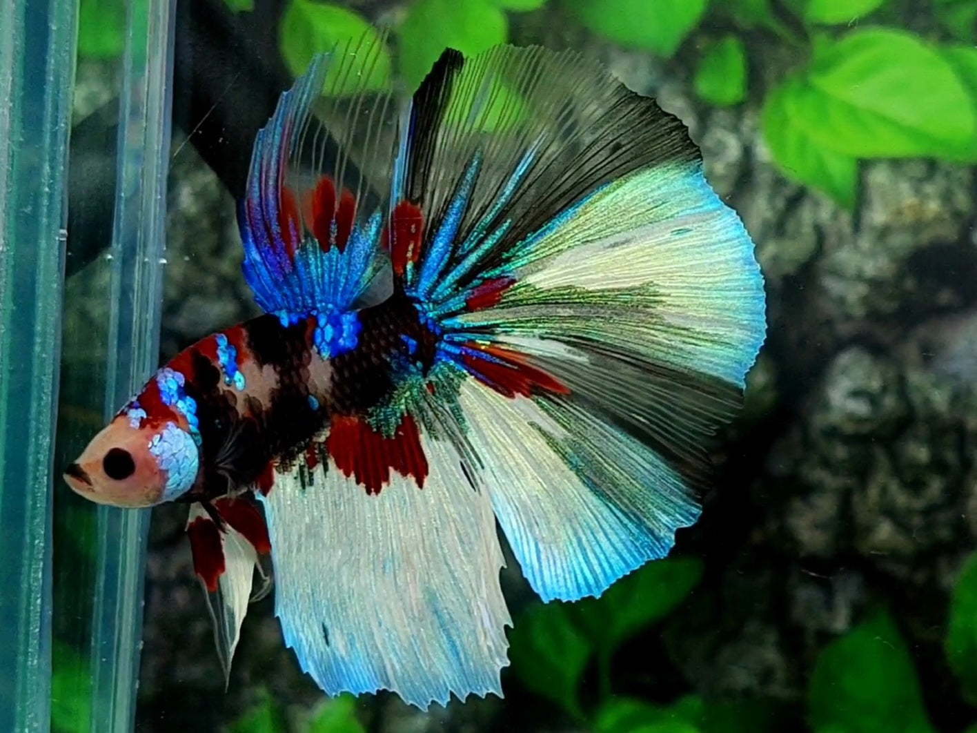 Monkey Face Multicolor Black Barongsai Galaxy Halfmoon Male