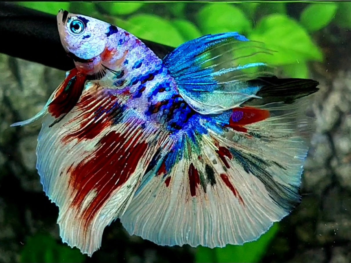Multicolor Galaxy Halfmoon Male