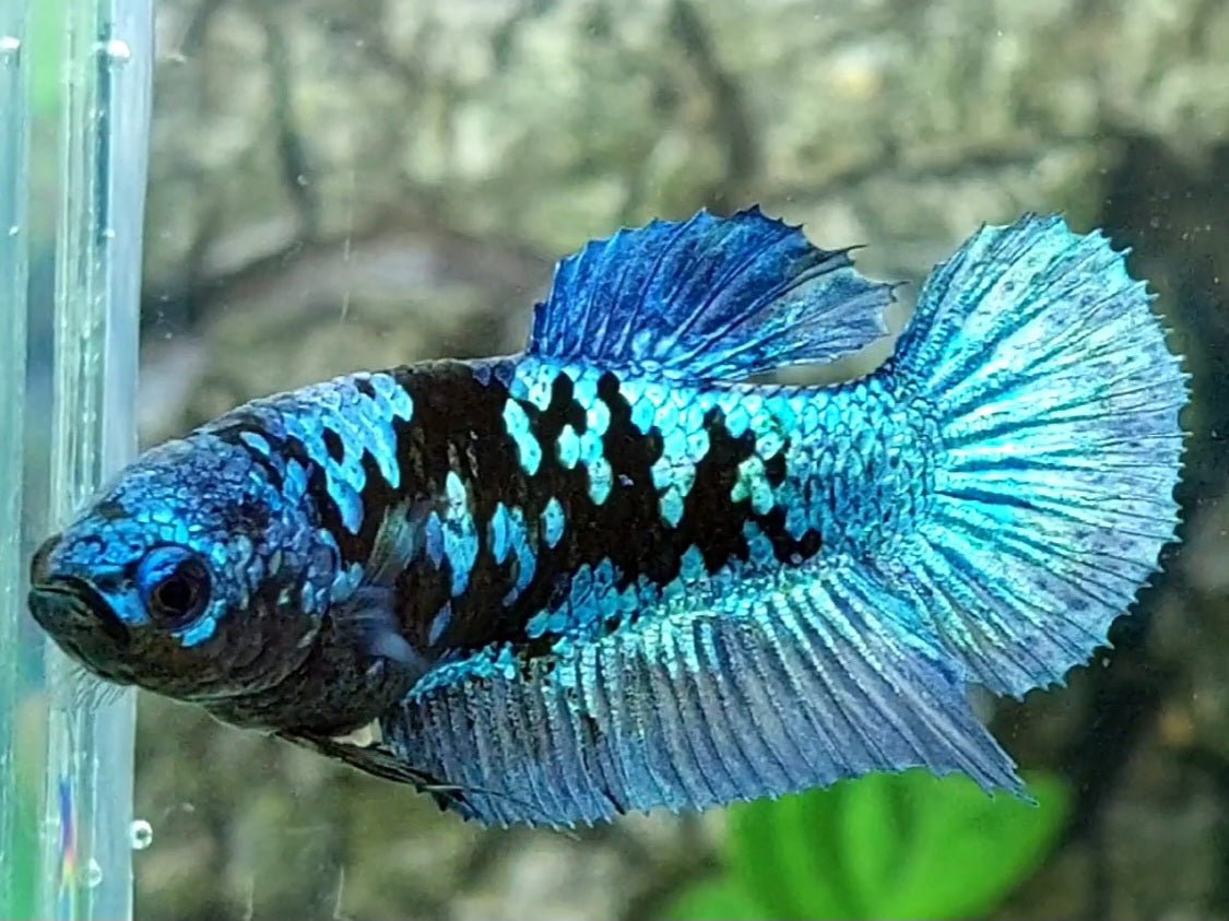 Avatar Blue Steel HMPK Female For Sorority / Breed