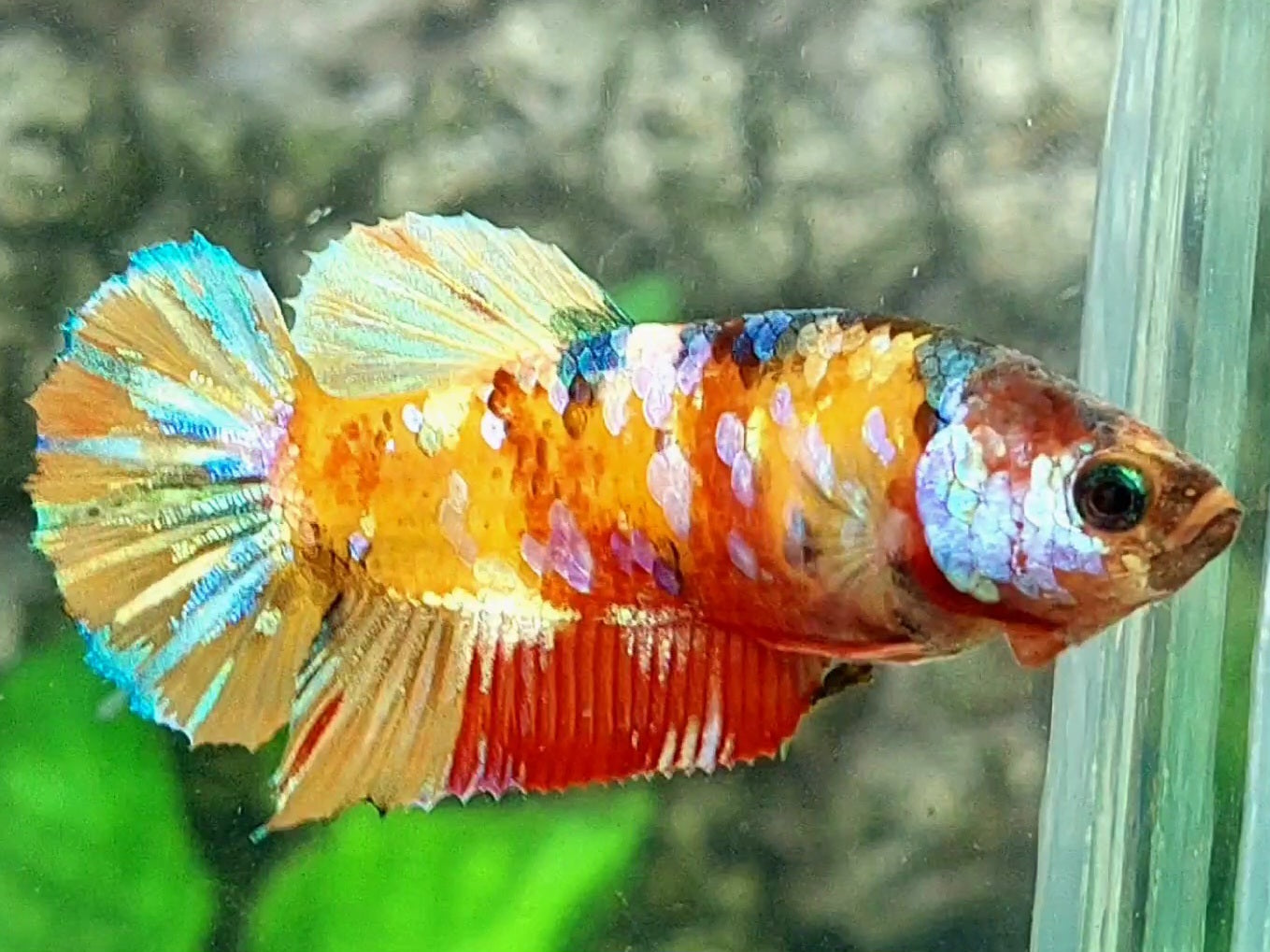 Yellowbase Multicolor Galaxy HMPK Female For Sorority / Breed
