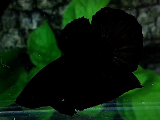 Super Black HMPK Male