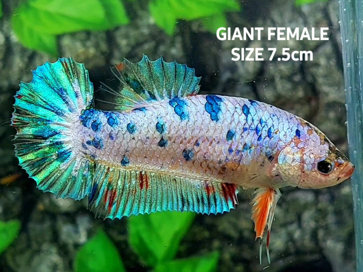 Multicolor Fancy Dalmation JUMBO GIANT HMPK Female
