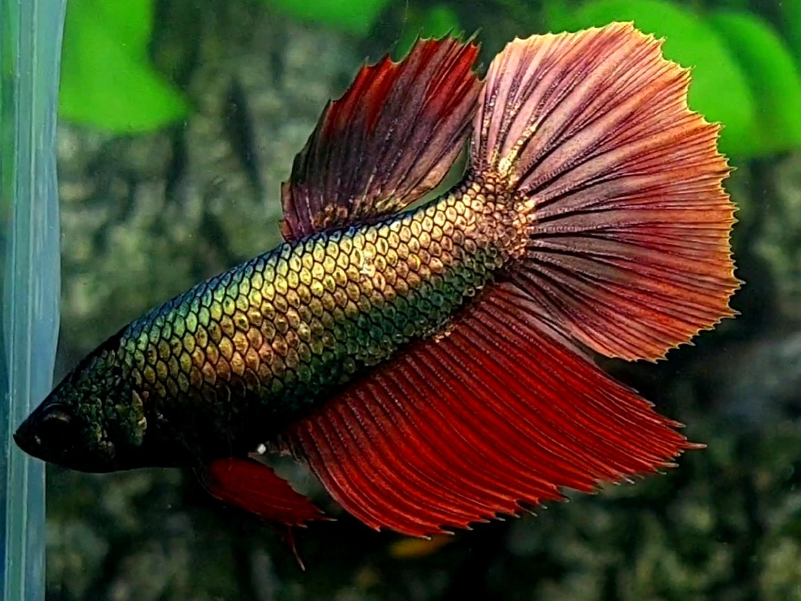 Copper Red Gold Halfmoon Female For Sorority / Breed