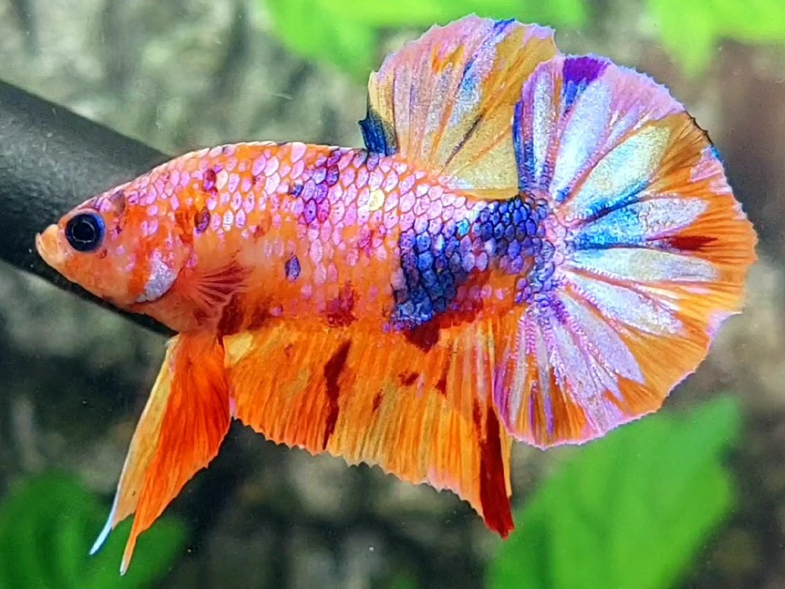 Multicolor Candy Pink Galaxy HMPK Male