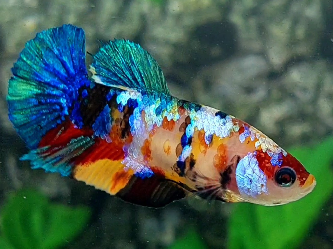 Multicolor Galaxy HMPK Female For Sorority / Breed