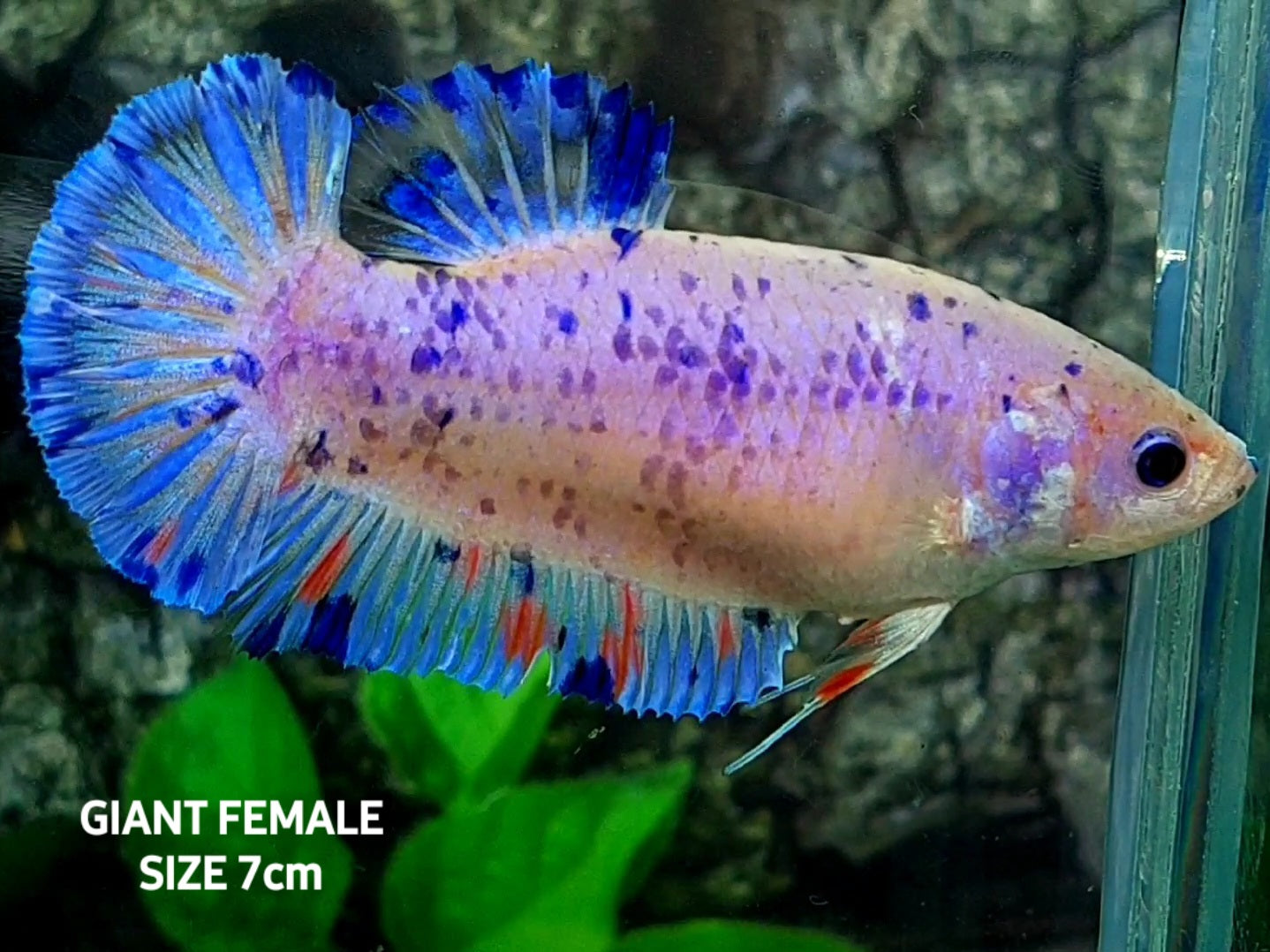 Skyblue Pink Purple Dalmation JUMBO GIANT HMPK Female