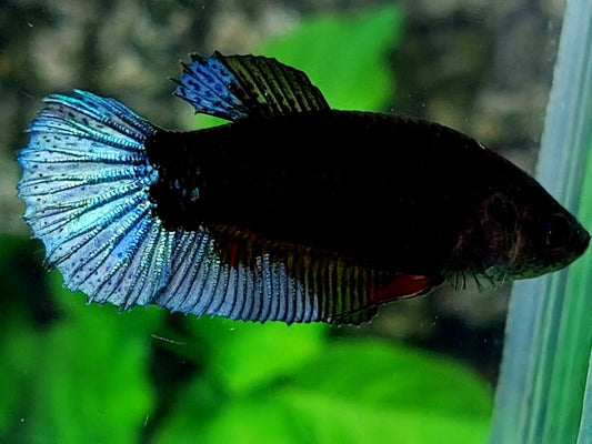 Steel Blue Black Light HMPK Female For Sorority / Breed