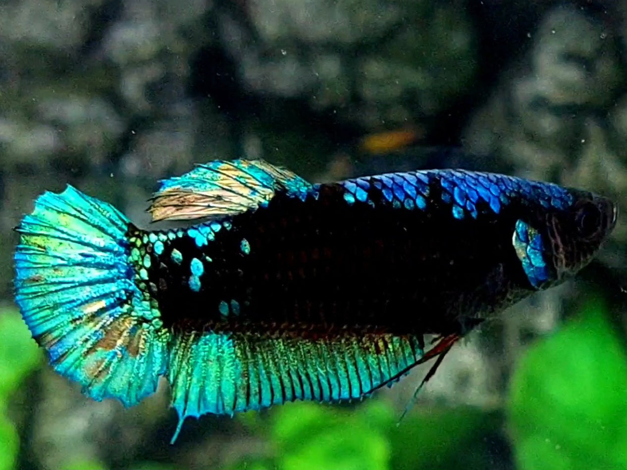 Avatar HMPK Female For Sorority / Breed