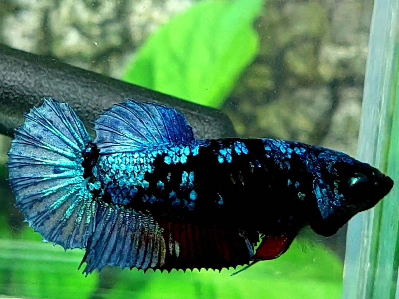 Avatar Grey HMPK Female For Sorority / Breed