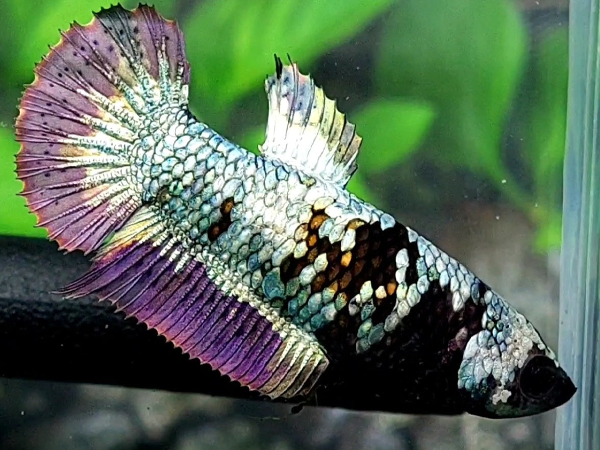 Avatar Purple Copper HMPK Female For Sorority / Breed