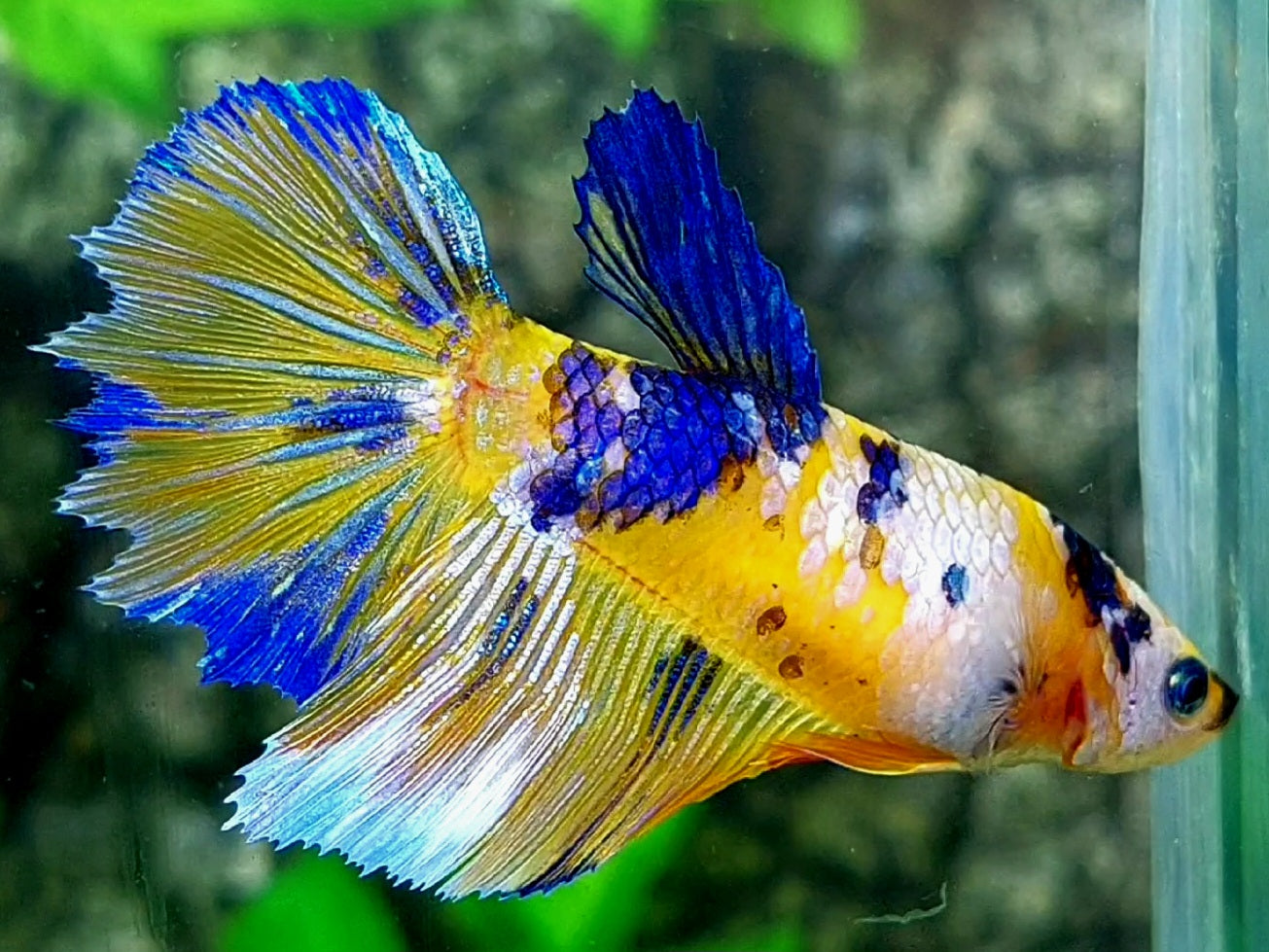 Yellow Blue Koi Galaxy Halfmoon Female For Sorority / Breed