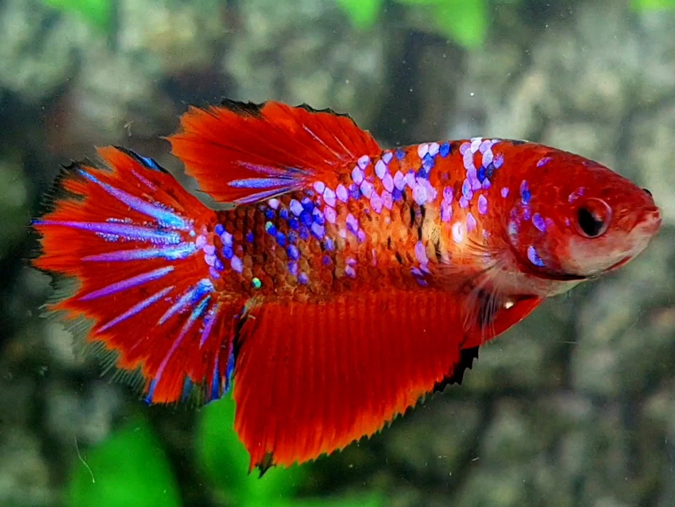 Red Koi Galaxy Halfmoon Female For Sorority / Breed