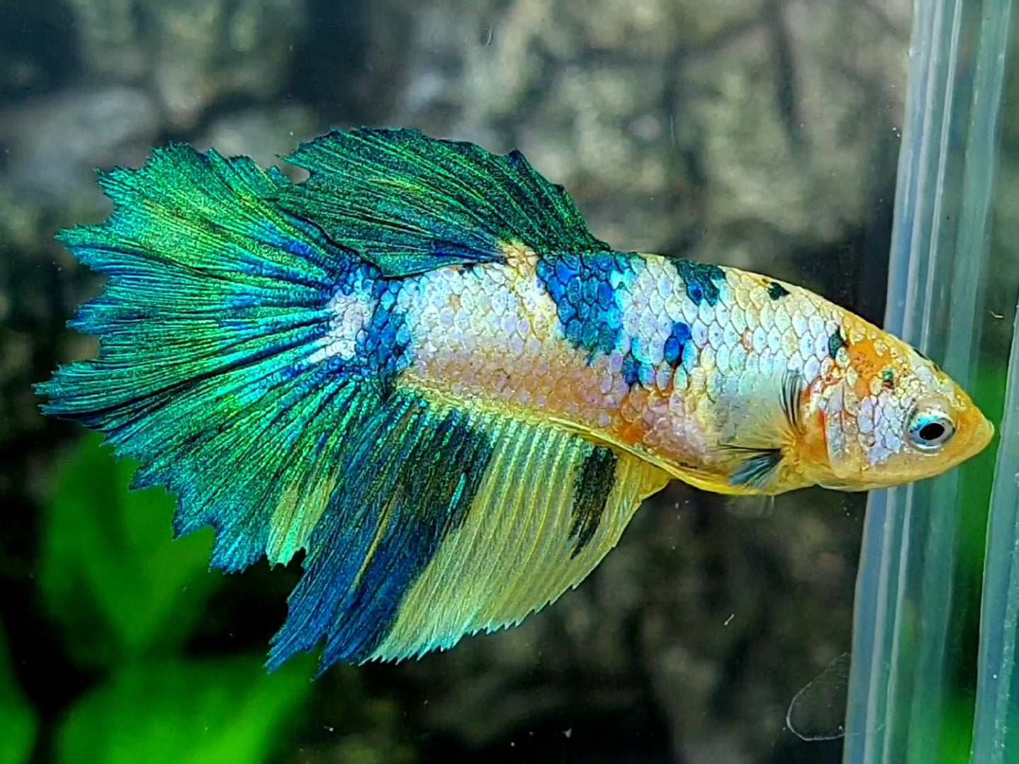 Green Yellow Fancy Halfmoon Female For Sorority / Breed