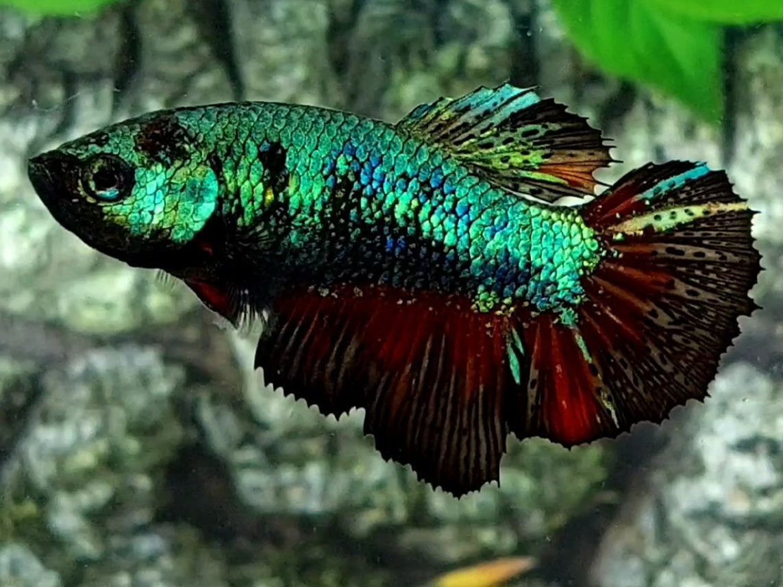 Avatar Green Halfmoon Female For Sorority / Breed
