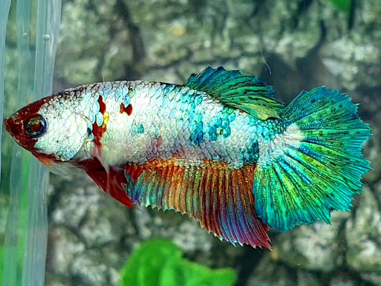 Green Fancy Halfmoon Female For Sorority / Breed