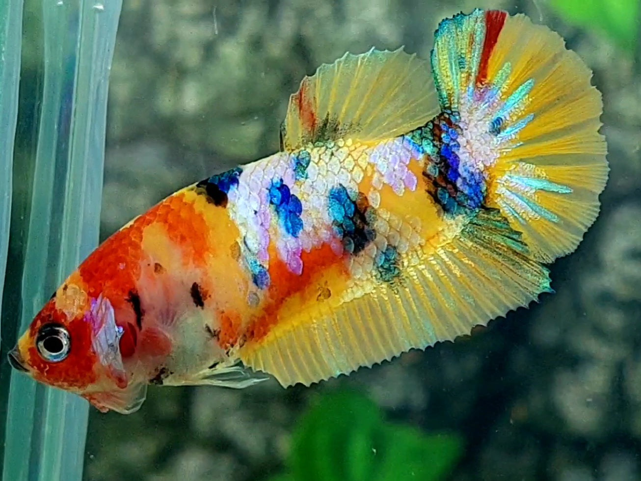 Multicolor Yellowbase Galaxy HMPK Female For Sorority / Breed