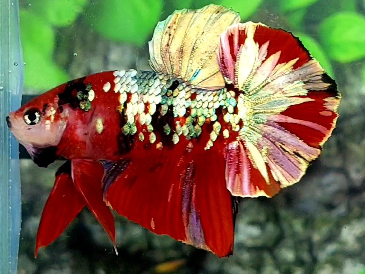 Red Koi Copper Gold Galaxy HMPK Male