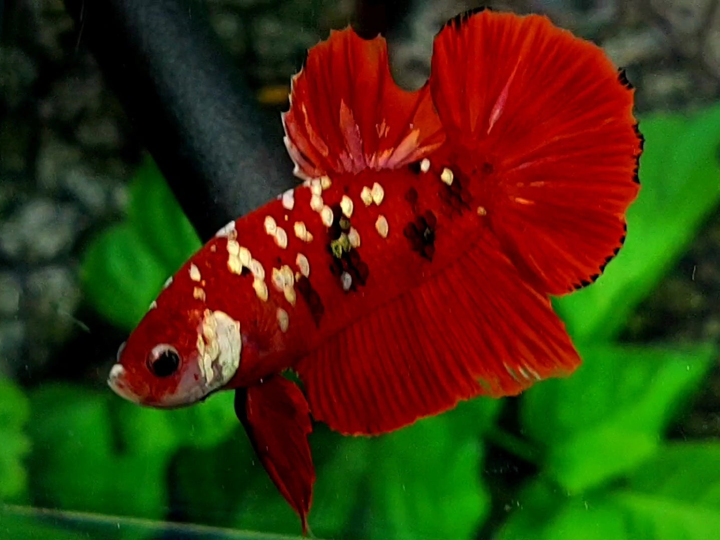 Red Tiger Gold Galaxy HMPK Male
