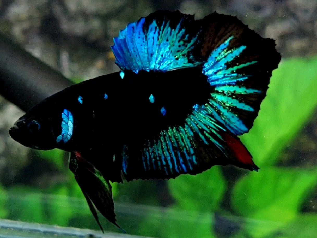 Blackstar Galaxy HMPK Male