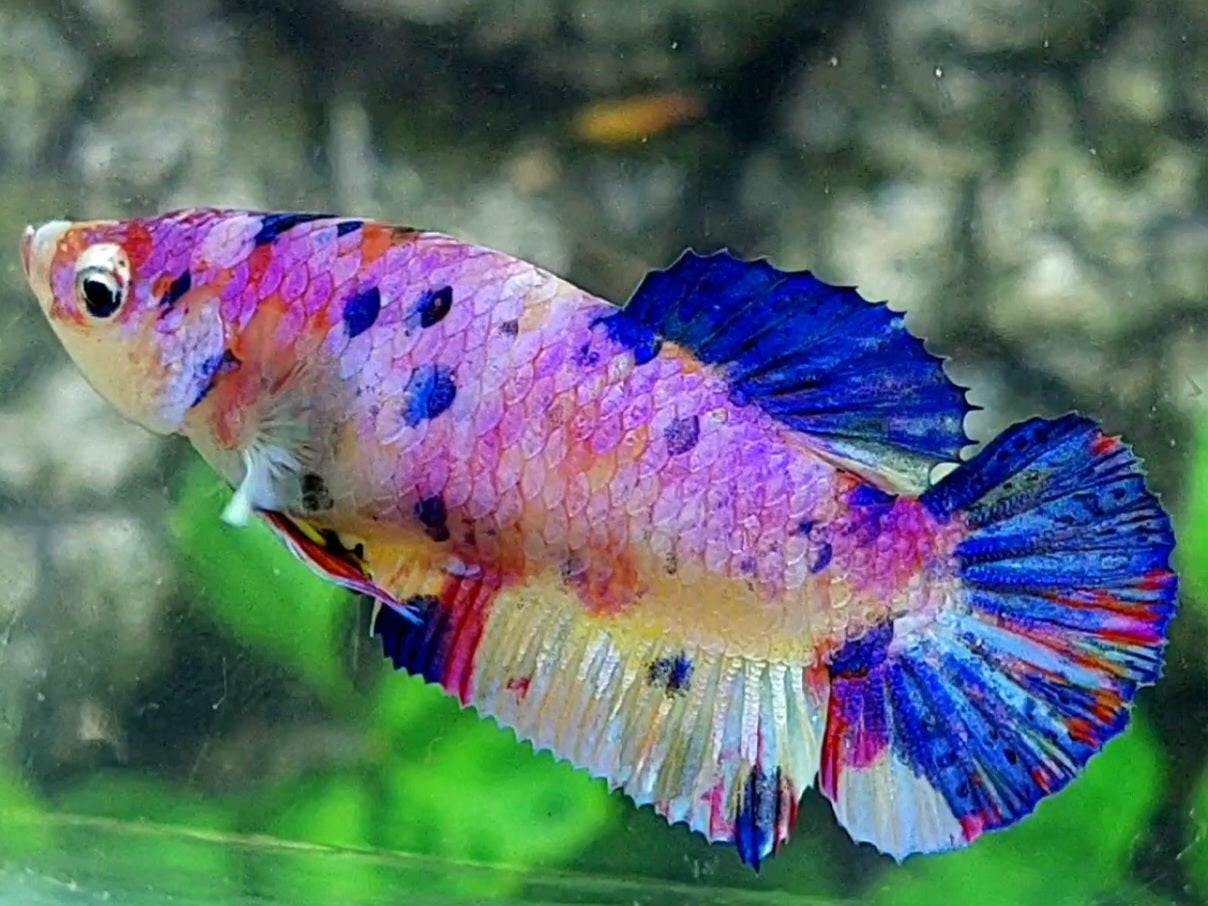 Multicolor Pink Candy HMPK Female For Sorority / Breed