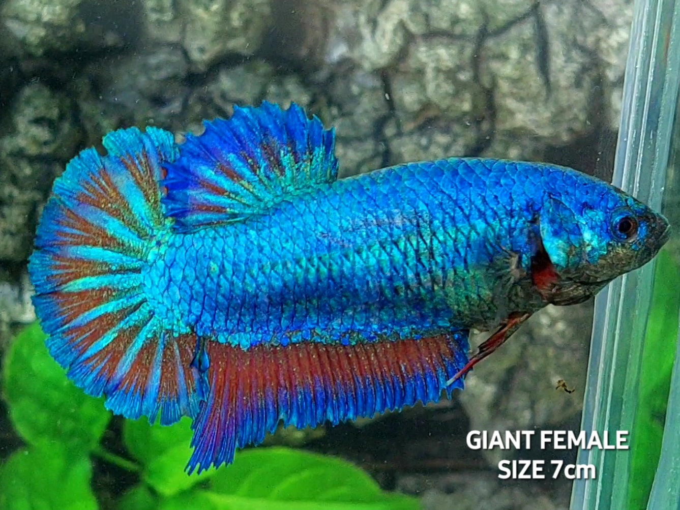 Turquoise Red Butterfly JUMBO GIANT HMPK Female