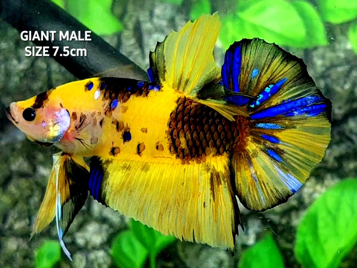 Yellow Tiger JUMBO GIANT HMPK Male