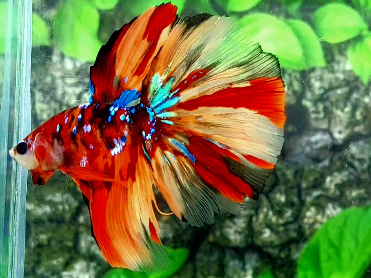 Multicolor Leopard Candy Galaxy Halfmoon Male