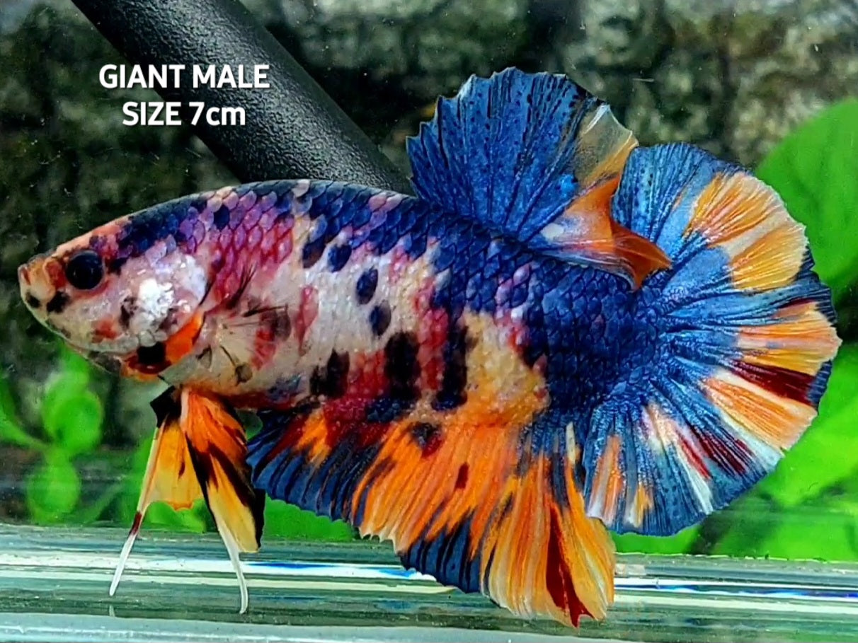 Multicolor Candy JUMBO GIANT HMPK Male