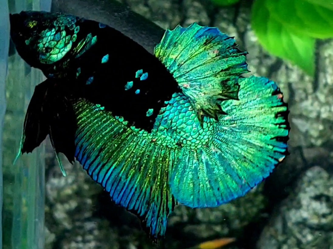 Avatar Green HMPK Male