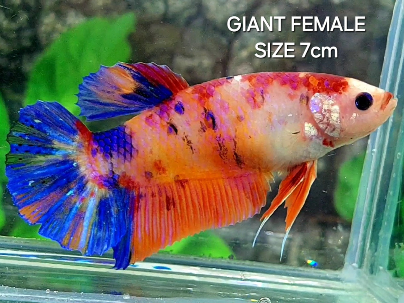 Multicolor Candy Galaxy JUMBO GIANT HMPK Female