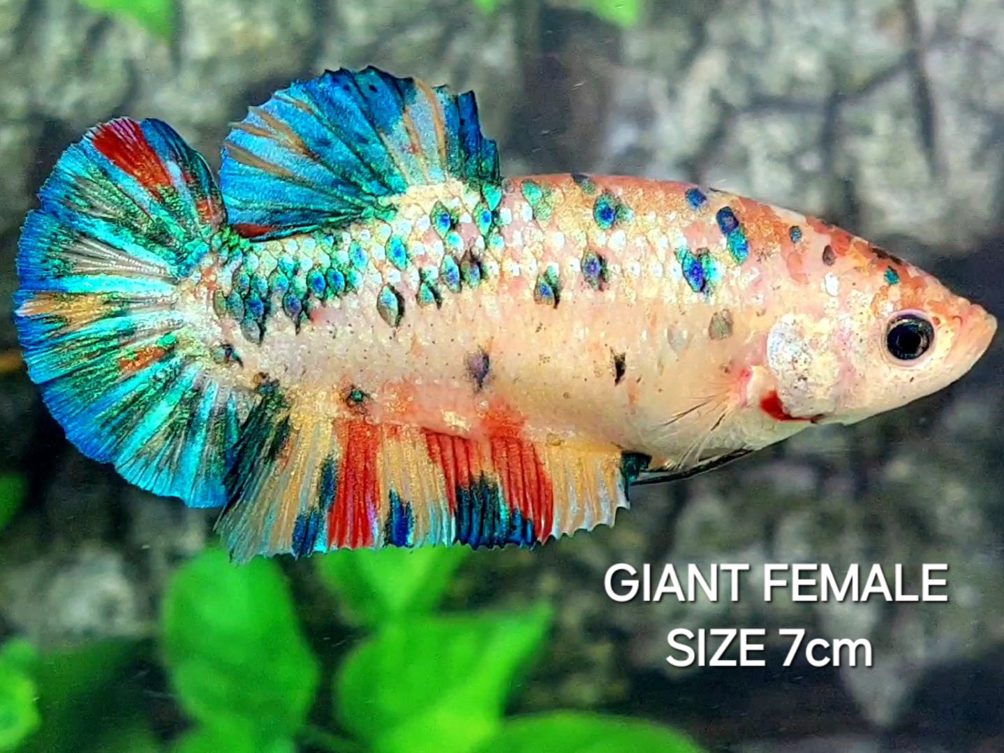 Multicolor Green Metalic JUMBO GIANT HMPK Female