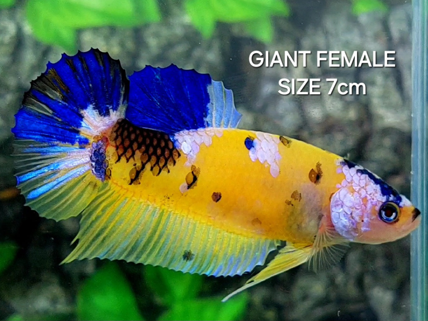 Yellow Blue Tiger Galaxy JUMBO GIANT HMPK Female