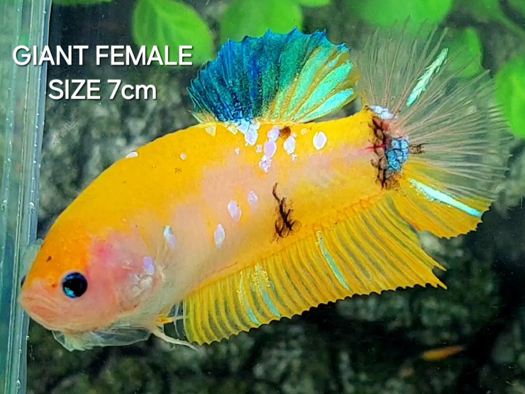 Yellow Koi Galaxy JUMBO GIANT HMPK Female