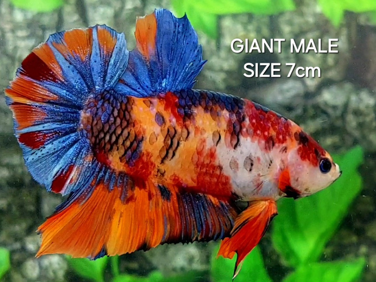 Multicolor Candy JUMBO GIANT HMPK Male