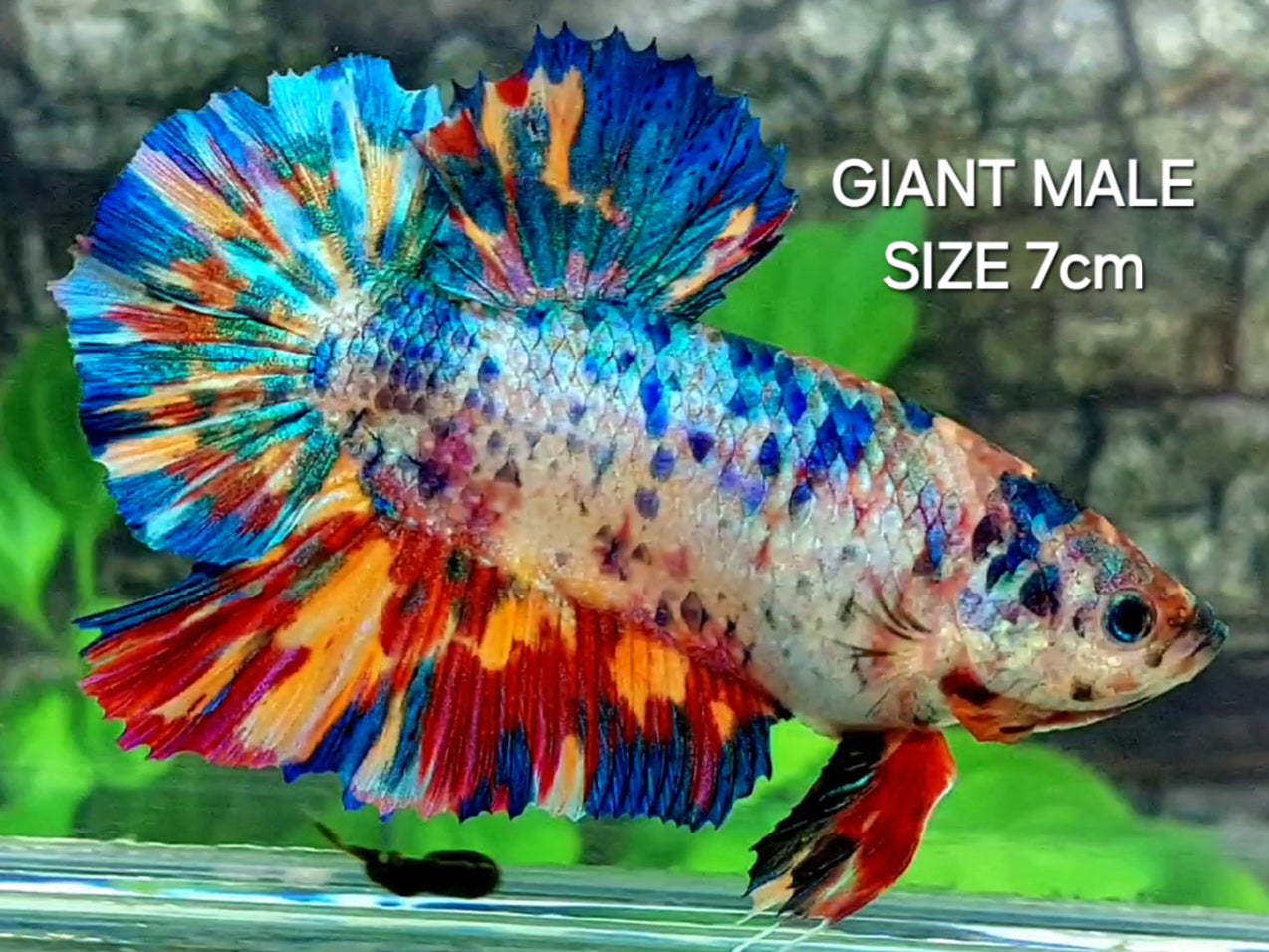 Multicolor Metalic JUMBO GIANT HMPK Male