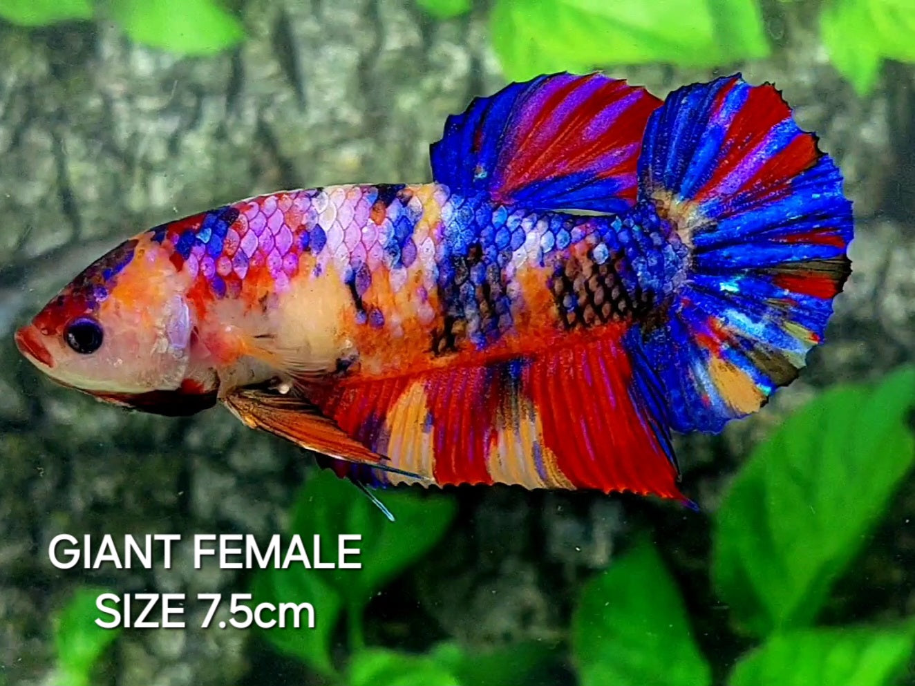 Multicolor Galaxy JUMBO GIANT HMPK Female