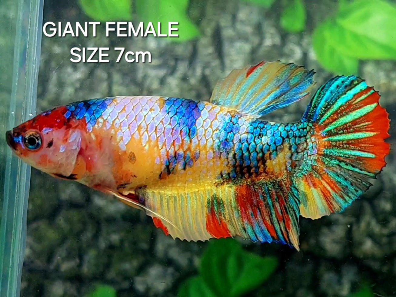 Multicolor Yellowbase JUMBO GIANT HMPK Female