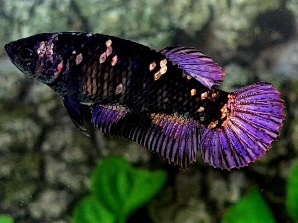 Blackstar Purple Copper Gold Galaxy HMPK Female For Sorority / Breed