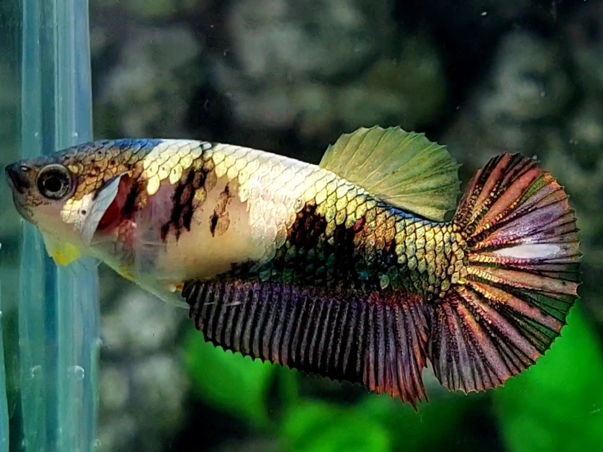 Yellow Copper Gold HMPK Female For Sorority / Breed
