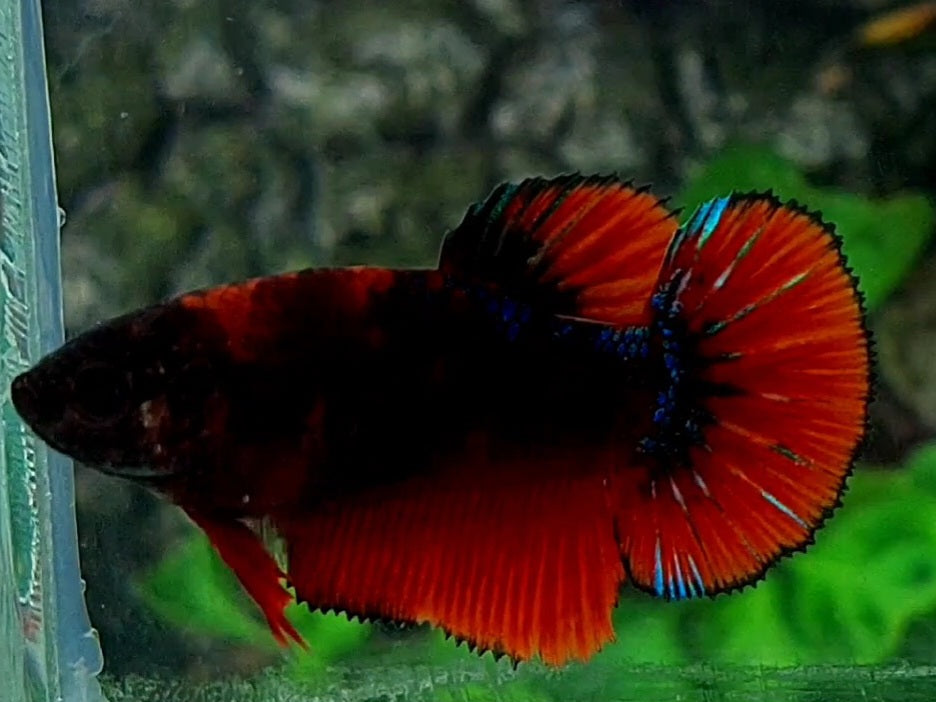 Black Red Hellboy HMPK Female For Sorority / Breed