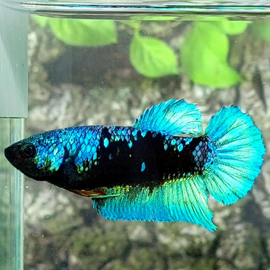 Avatar HMPK Female For Sorority Tank/Breed