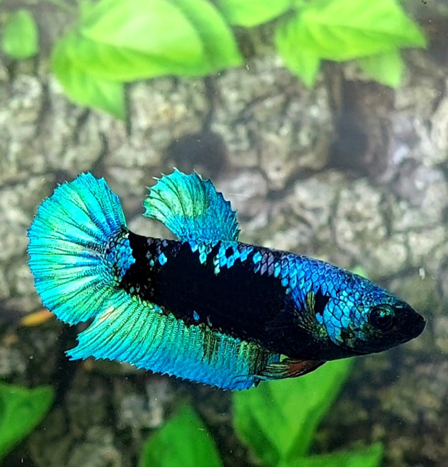 Avatar HMPK Female For Sorority Tank/Breed