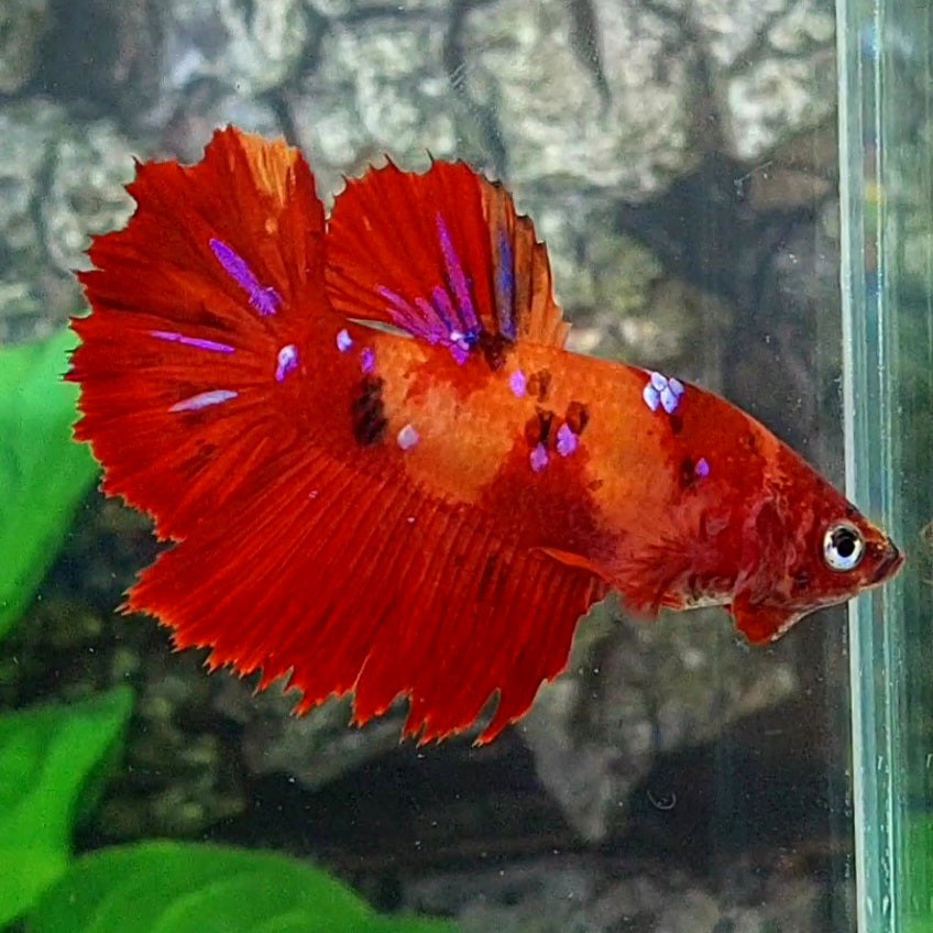 Nemo Koi Galaxy Halfmoon Female For Sorority Tank/Breed
