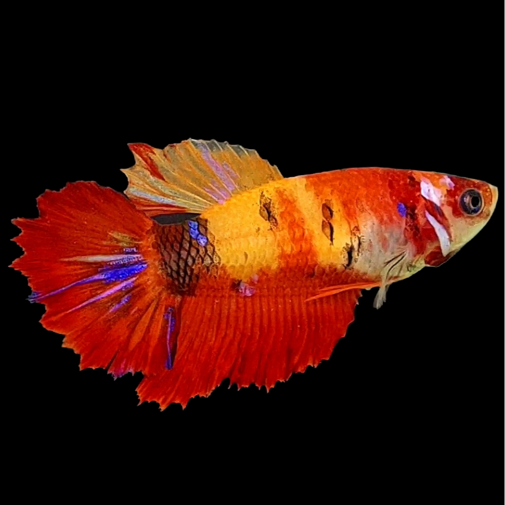 Yellowbase Koi Halfmoon Female For Sorority Tank/Breed
