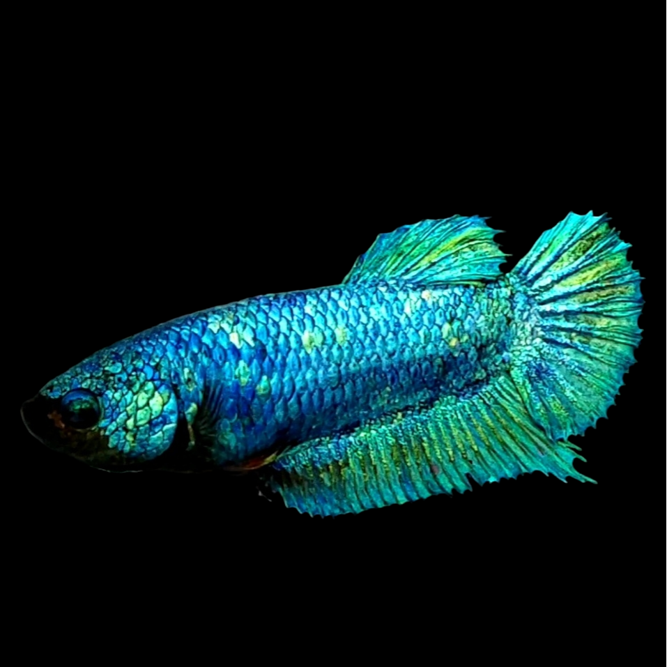 Avatar HMPK Female For Sorority Tank/Breed