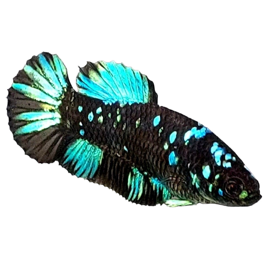 Amarillo cobre púrpura Koi Galaxy HMPK hembra para hermandad de mujeres tanque/raza