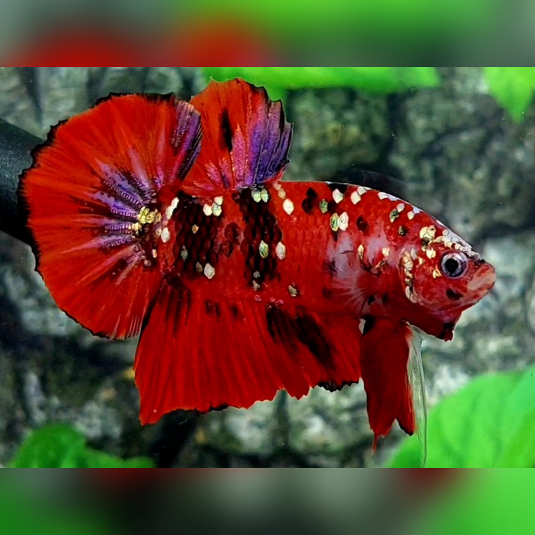 Red Koi Tiger Copper Galaxy HMPK Male