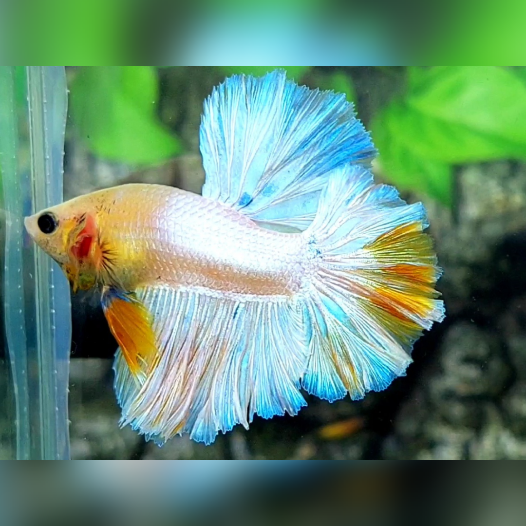 Yellow Skyblue Fancy Rosetail Halfmoon Male #cs
