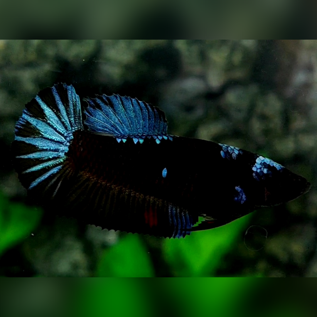 Avatar Grey Startail HMPK Female For Sorority / Breed #cs