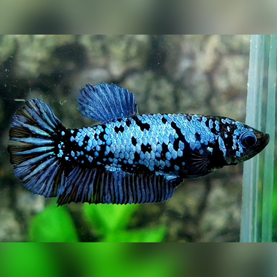 Avatar Steel Blue HMPK Female For Sorority / Breed #cs